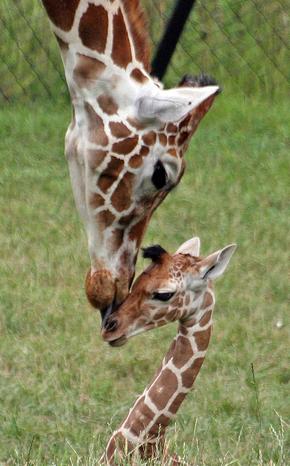 Indianapolis+zoo+weddings