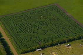 Edmonton Corn Maze