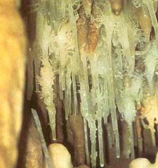 Helicites in Blanchard Springs Caverns, Arkansas