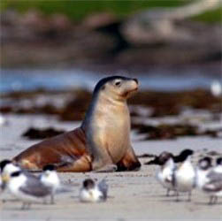 Adelaide beach friends