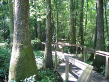 Bluebonnet Swamp Nature Center Baton Rouge, Louisiana